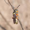 Nomada rufipes.jpg